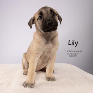 A light brown puppy with dark ears and a black nose is sitting on a white surface. The text "Lily" and "YUCAIPA ANIMAL PLACEMENT SOCIETY" is visible to the right of the puppy.