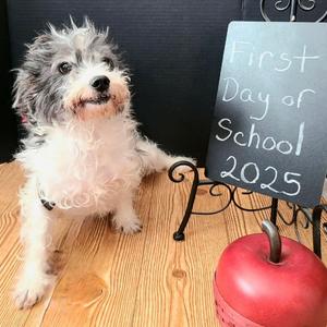 Bilbo, Maltese, adult, available for adoption