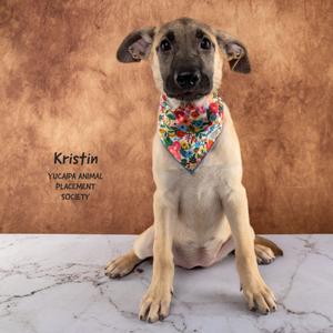 Kristin, Shepherd, puppy, available for adoption