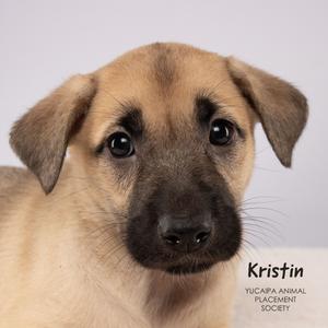 Kristin, Shepherd, puppy, available for adoption