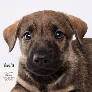 Bella, Shepherd, puppy, available for adoption