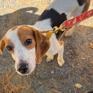 Edwinna, Beagle, young, available for adoption