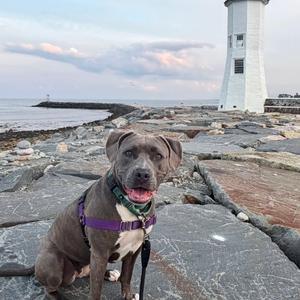 A gray dog with a purple harness sitting on a rocky beach near a lighthouse.