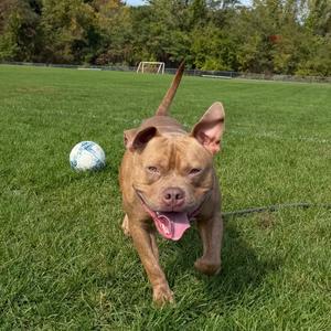 A brown dog with a pink tongue sticking out, running on a grassy field with a soccer ball in the background.