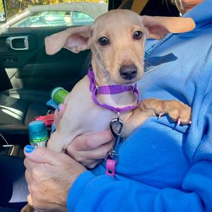 Roo, Dachshund, Miniature Smooth Haired, available for adoption