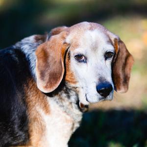 Wesson, Beagle, senior, available for adoption