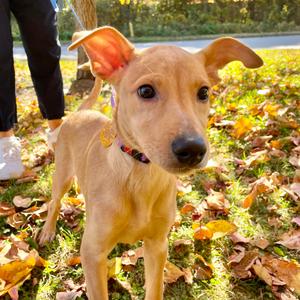 Zeni, Mixed Breed (Small), available for adoption
