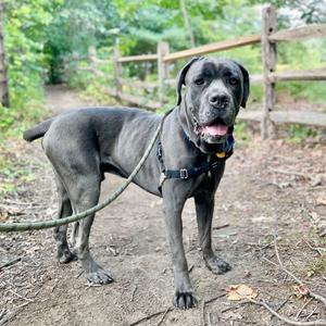 A black dog standing on a dirt path in a wooded area, wearing a harness and leash.