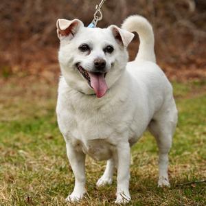 Lexi, Mixed Breed (Small), senior, available for adoption