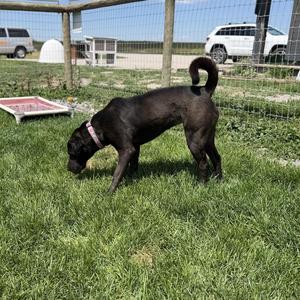 Fiji, Black Labrador Retriever / Shar-Pei, adult, available for adoption