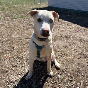 Theo, Husky / Labrador Retriever, adult, available for adoption