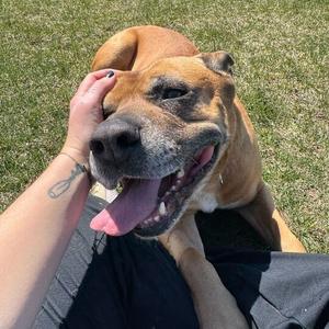 Diesel, Rottweiler, adult, available for adoption