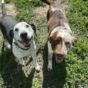 Chowder, Dalmatian / Labrador Retriever, adult, available for adoption
