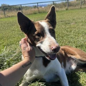 Ace, Collie, Border, adult, available for adoption