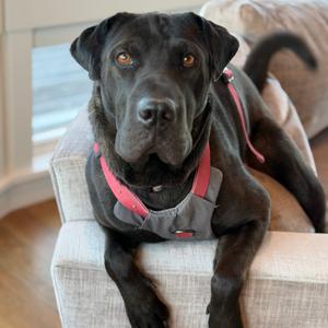 Fiji, Retriever, Black Labrador, adult, available for adoption