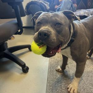 Rex, Terrier, Pit Bull, adult, available for adoption