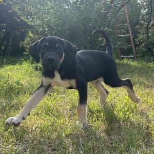 A black and white puppy standing on grass with its front left leg extended forward.