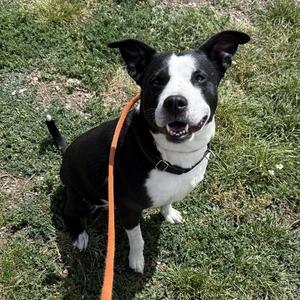 Lil' Bitty, Boxer, adult, available for adoption