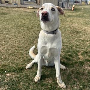 A white dog sitting on grass, looking up with its ears perked and tongue slightly out.