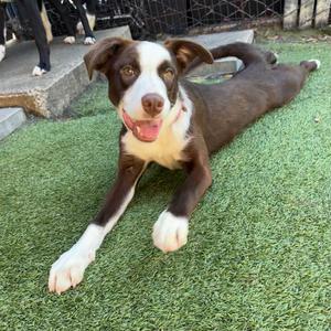 AUTUMN, Collie, Border, available for adoption