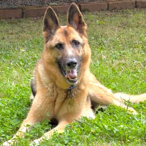 BUDDY, Shepherd, German, senior, available for adoption