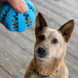 BANJO, Queensland Heeler, senior, available for adoption