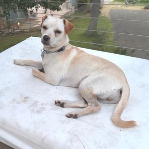 A light-colored dog with a black collar lying on a white surface.