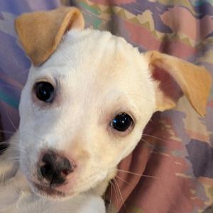 ASPEN, Chihuahua, Short Coat, young, available for adoption