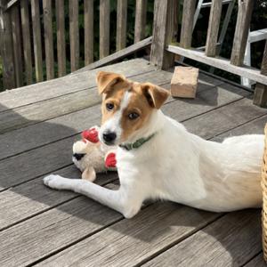 BEAN, Collie, Border, adult, available for adoption