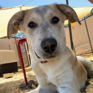 ADELINE, Pyrenees, Great, puppy, available for adoption