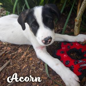 ACORN, Collie, Border, puppy, available for adoption