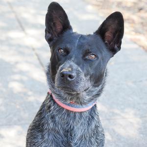 BANDIT THE STAR, Cattle Dog, Australian (Blue Heeler), adult, available for adoption