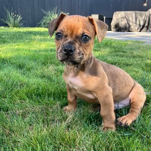 A small brown puppy with floppy ears sitting on a grassy lawn.