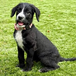 BABETTE, Poodle, Standard, puppy, available for adoption