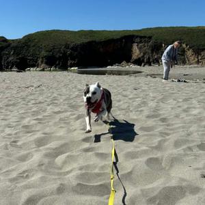 BAZINGA, Terrier, American Staffordshire, senior, available for adoption