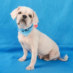 ANCHOR, Shih Tzu, adult, available for adoption