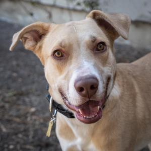 BAXTER, Retriever, Labrador, senior, available for adoption