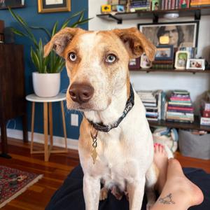 BONNIE, Shepherd, Australian, adult, available for adoption