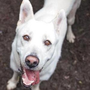 BANKS, Shepherd, senior, available for adoption