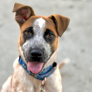 BRIDGETTE, Cattle Dog, Australian (Red Heeler), available for adoption