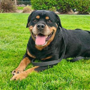 BEBE, Rottweiler, senior, available for adoption