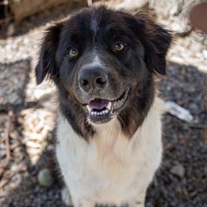 BODIE, Collie, Border, adult, available for adoption
