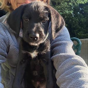A black puppy with floppy ears being held by a person in a gray sweater.