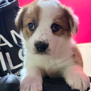 ASPEN, Collie, Border, puppy, available for adoption