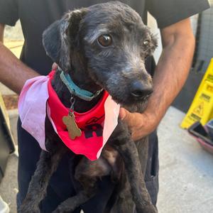 ALVIN, Terrier, adult, available for adoption