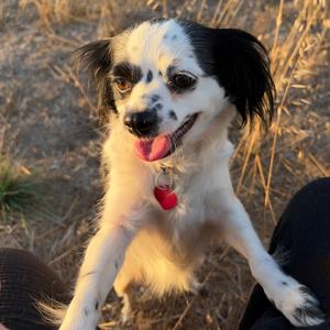 ALEX, Spaniel, Cavalier King Charles, adult, available for adoption