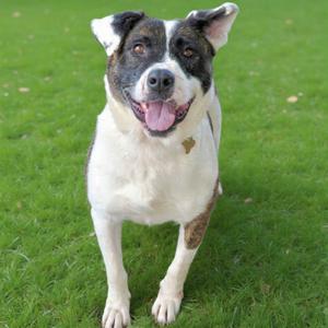 ATHENA, Terrier, American Staffordshire, adult, available for adoption