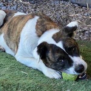 ATHENA, Terrier, American Staffordshire, adult, available for adoption