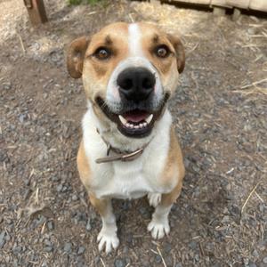 A happy-looking brown and white dog with its mouth open and tongue slightly visible, sitting on a gravelly surface.