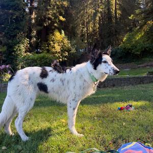 BLITZ, Mixed Breed (Medium), available for adoption